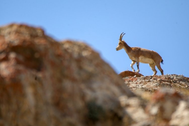 Yaban keçilerinin sürüler halinde dolaşarak karınlarını doyurdukları, su ihtiyaçlarını giderdikleri görüldü.