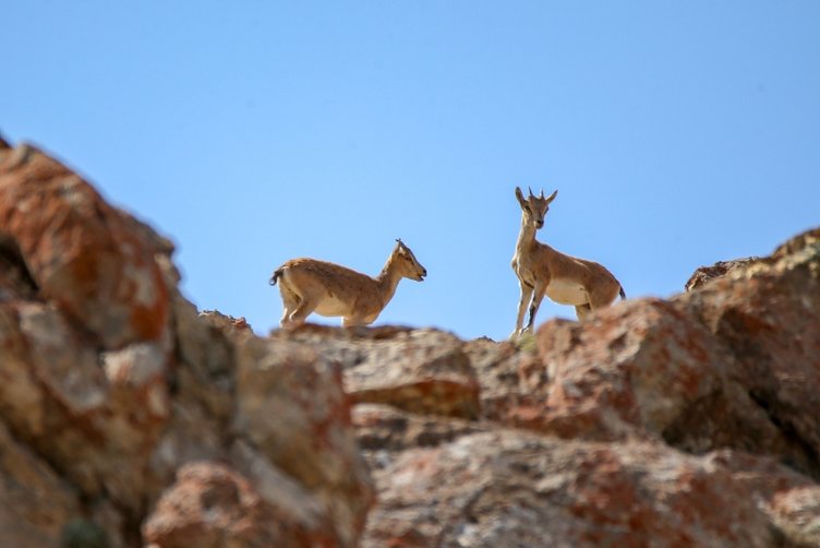 Yaşanan terör olayları ve bilinçsizce hayvanları katleden avcılar yüzünden sayıları azalan ve bölgeden uzaklaşan yaban hayvanları yıllar sonra tekrar görüntülendi.