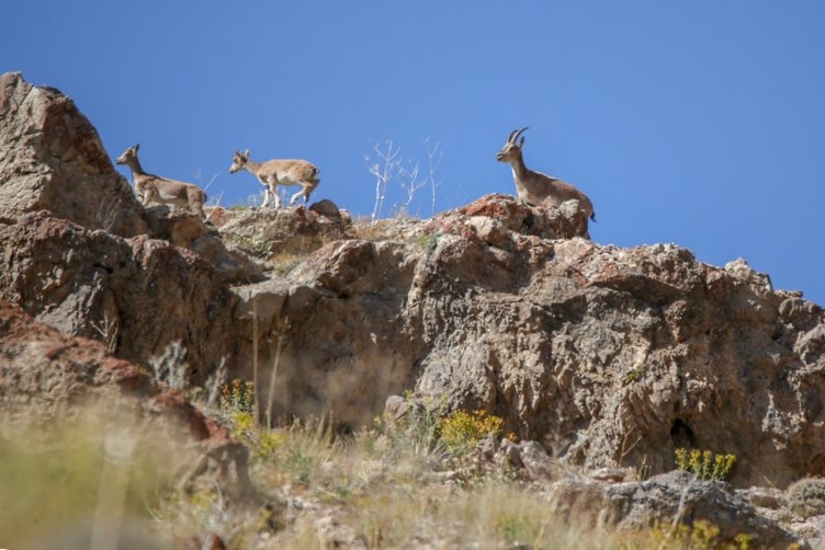 Terörden arındırılan Hakkari'deki Cilo, İkiyaka, Sümbül, Reşko dağları ile Van'ın Norduz Bölgesi'ndeki Pagan Dağı'nda daha önce kısmen görülen yaban keçilerinin popülasyonu artış gösterdi.