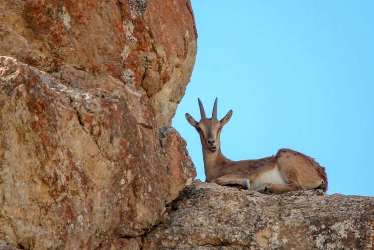 Silah seslerinin ve barut kokusunun olmadığı yerlerde bu hayvanlar huzur ve rahat içinde yaşıyorlar.