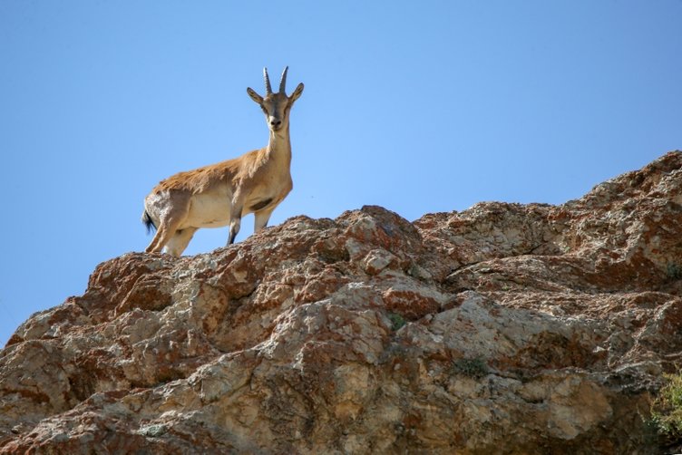 Güvenlik güçlerinin de büyük etkisiyle insanlar bu hayvanların koruması ve huzurlarının sağlanması hususunda epey titizlik gösteriyor.