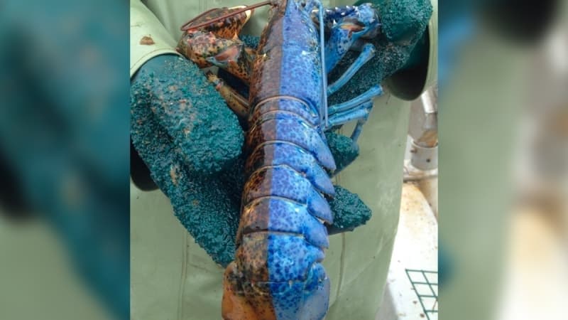 Bu inanılmaz canlıların iki renklisine denk gelme ihtimali ise 50 milyonda bir...