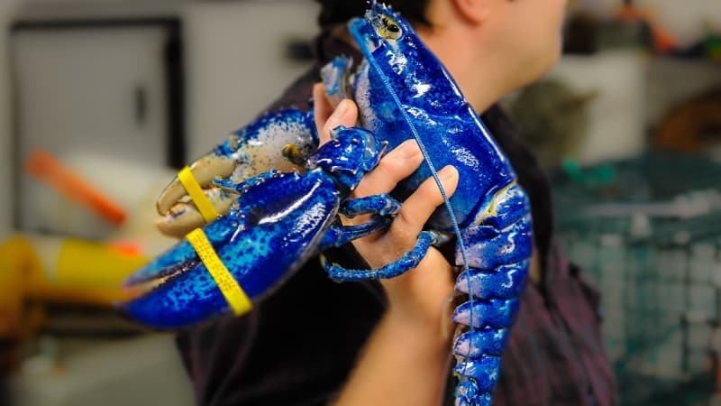 Yani bu durum aslında ıstakozlarda görülen genetik bir anormalliğin simgesidir.