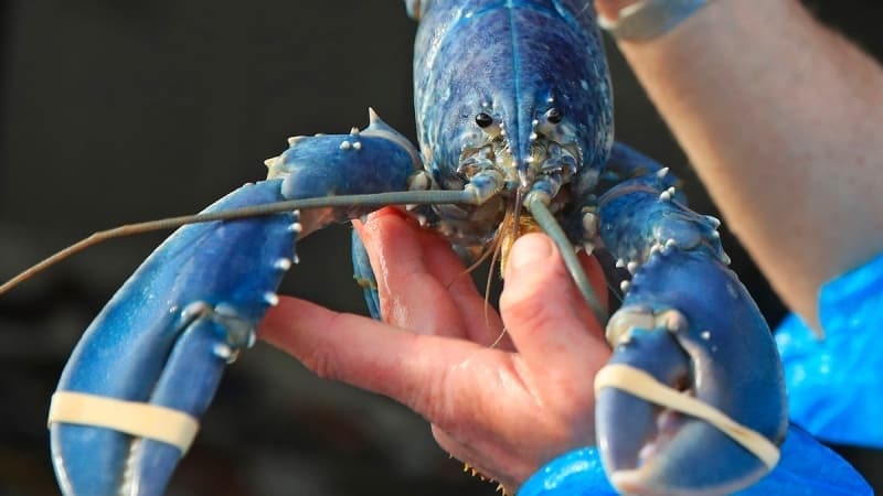 Bu canlılar arasında sanki mavi bir boya kovasına sokulmuş gibi görünen mavi ıstakoz da yer alıyor.