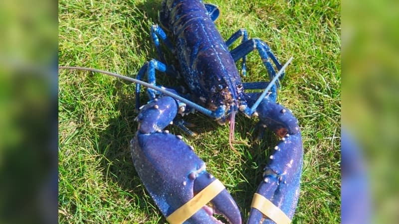 Rengiyle mest eden mavi ıstakozların sayısı günümüzde oldukça az.