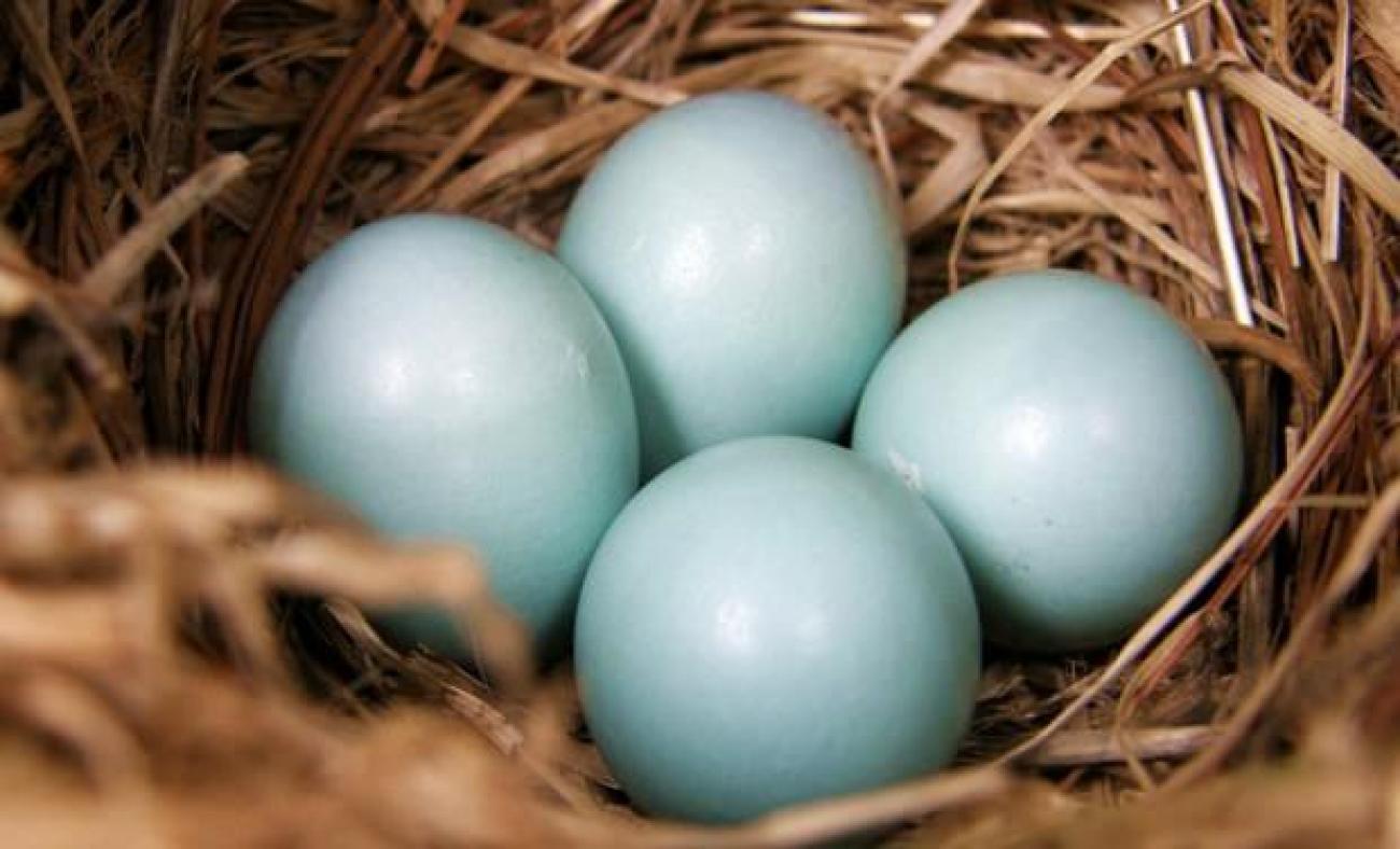 Сонник миллера яйца. Яйцо. Птичьи яйца. Голубые яйца. Гнездо с яйцами.