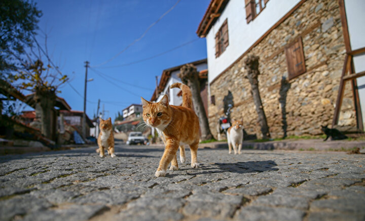 Tarihi bir konağı turizme kazandırmaya çalışan Salim Gülten de dokusu ve özgün mimarisiyle benzersiz olan Birgi'nin dünyanın en iyi köyleri arasına girmesiyle haklı bir gurur yaşadıklarını söyledi.