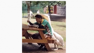 Yemek isteyen koca pelikan görenleri güldürdü