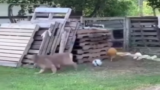 Tavuk ve köpeğin sevimli arkadaşlığı