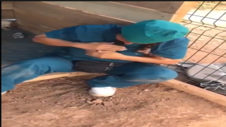 Ölü doğan köpek yavrularını kalp masajı ve suni teneffüsle hayata döndürdü!