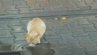 Kedi su içip raydan çekilinceye kadar tramvayı hareket ettirmedi