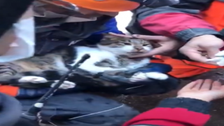 İzmir'de kurtarılan bir kedinin iç ısıtan görüntüleri