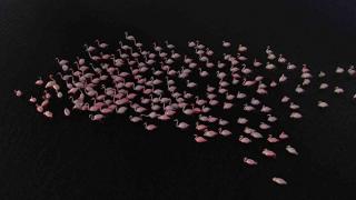 İstanbul'da flamingo sürüsü: Kanat açıklıkları 1,60 metreyi buluyor