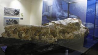 Peru'da 36 milyon yıllık Basilosaurus fosili bulundu