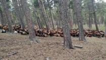 Ormanlık alanda hayvanlık otlatmaya 8 bin lira ceza