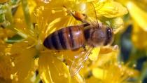 Tüm arıları yok ediyor: Deforme kanat virüsü