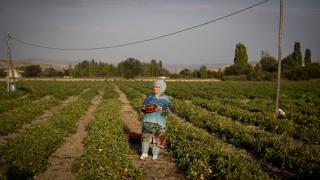 Emine Erdoğan Ayaş'ta çiftçi kadınlarla tarladan domates topladı