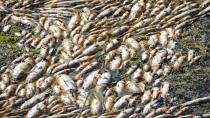 İzmir'de binlerce ölü balık kıyıya vurdu
