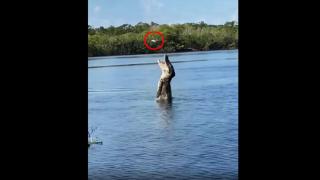 Dev timsahın drone avı! Böyle saldırdı