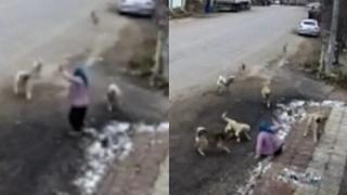 Konya’da başıboş köpekler dehşet saçtı!