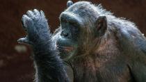 Şempanzeler de insanlar gibi hayat boyu öğrenen canlılarmış